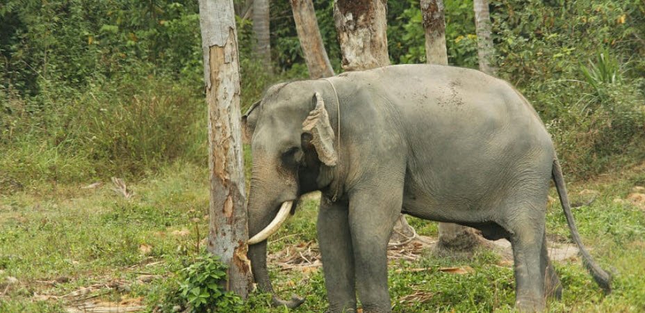Sohelwa Wildlife Sanctuary, Balrampur, Uttar Pradesh - Vushii.com Sohelwa Wildlife Sanctuary, Balrampur, Uttar Pradesh - Vushii.com